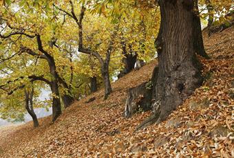 Kastanienhain-tisens-prissian-fb