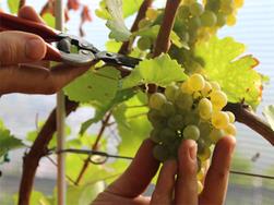 Gain insight into the viticulture
