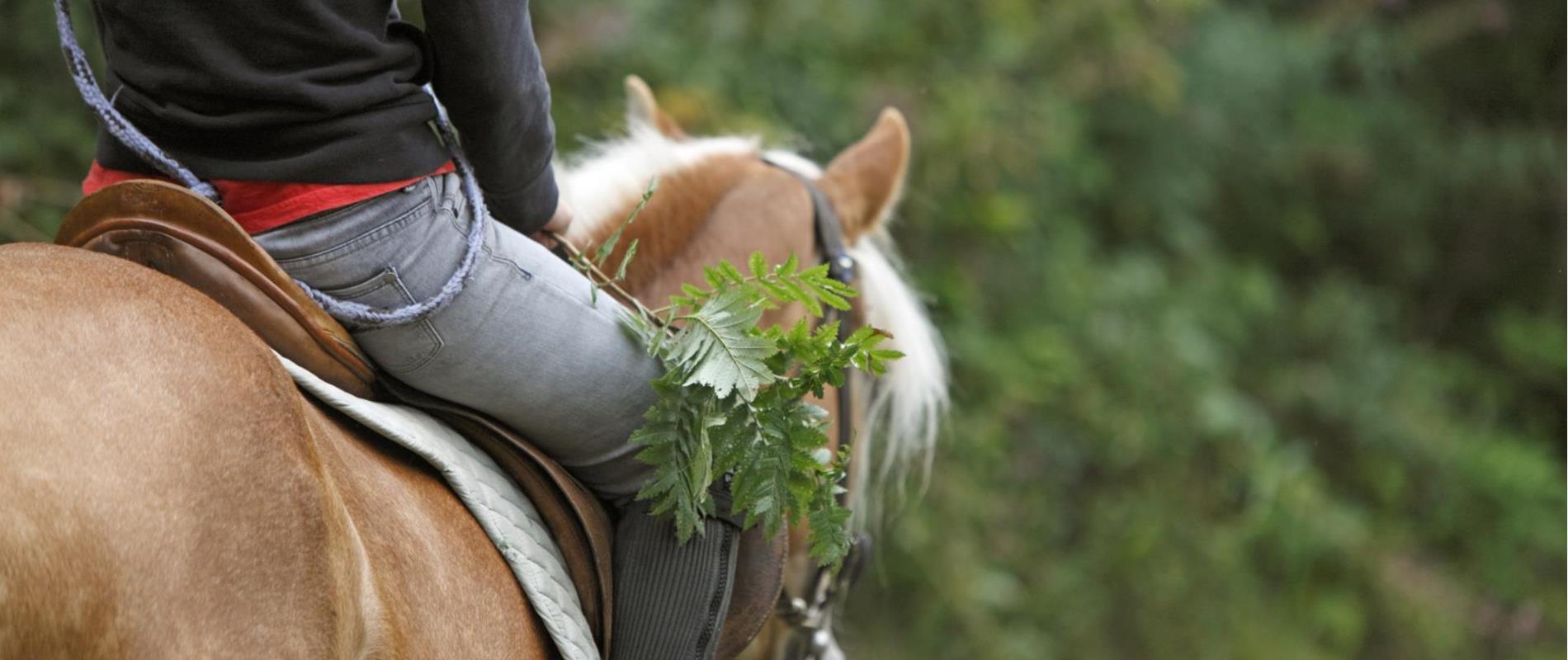 Reiten in der Umgebung