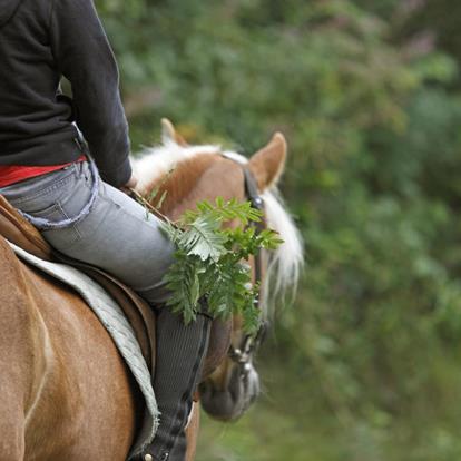 Reiten in der Umgebung