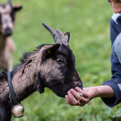 Farm Holidays in Alta Val di Non