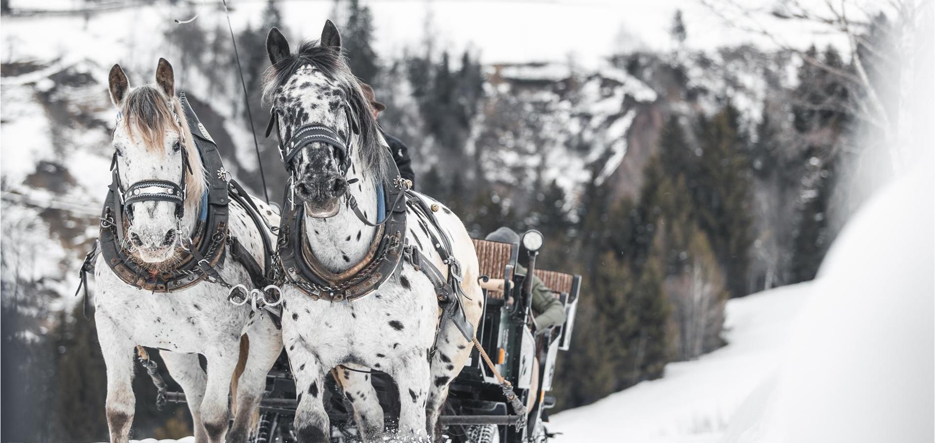 winter horse riding sleigh rides in avelengo and merano 2000