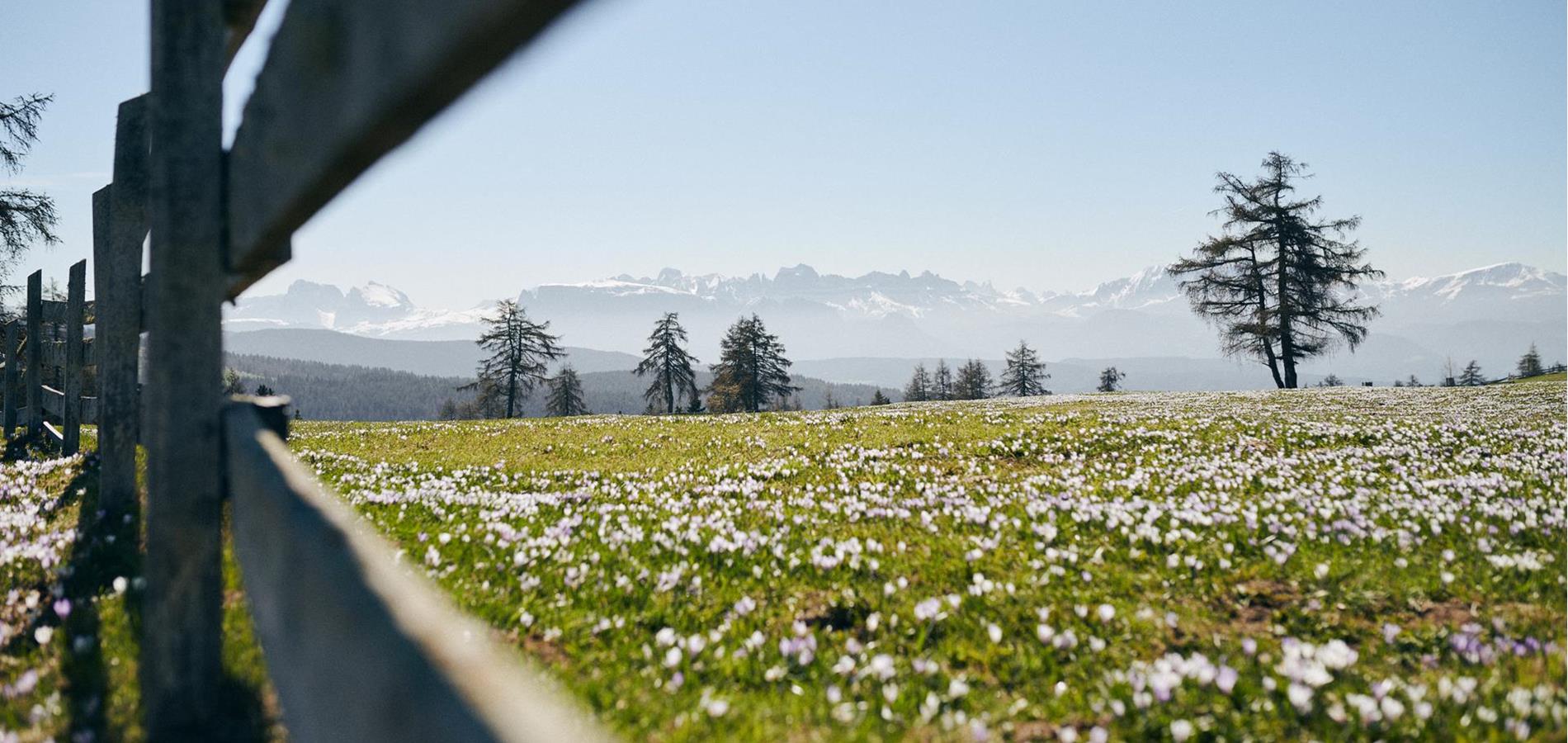 Die fünf besten Wandertipps im Frühling in Hafling-Vöran Meran 2000