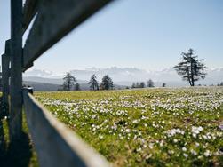 Die fünf besten Wandertipps im Frühling in Hafling-Vöran Meran 2000