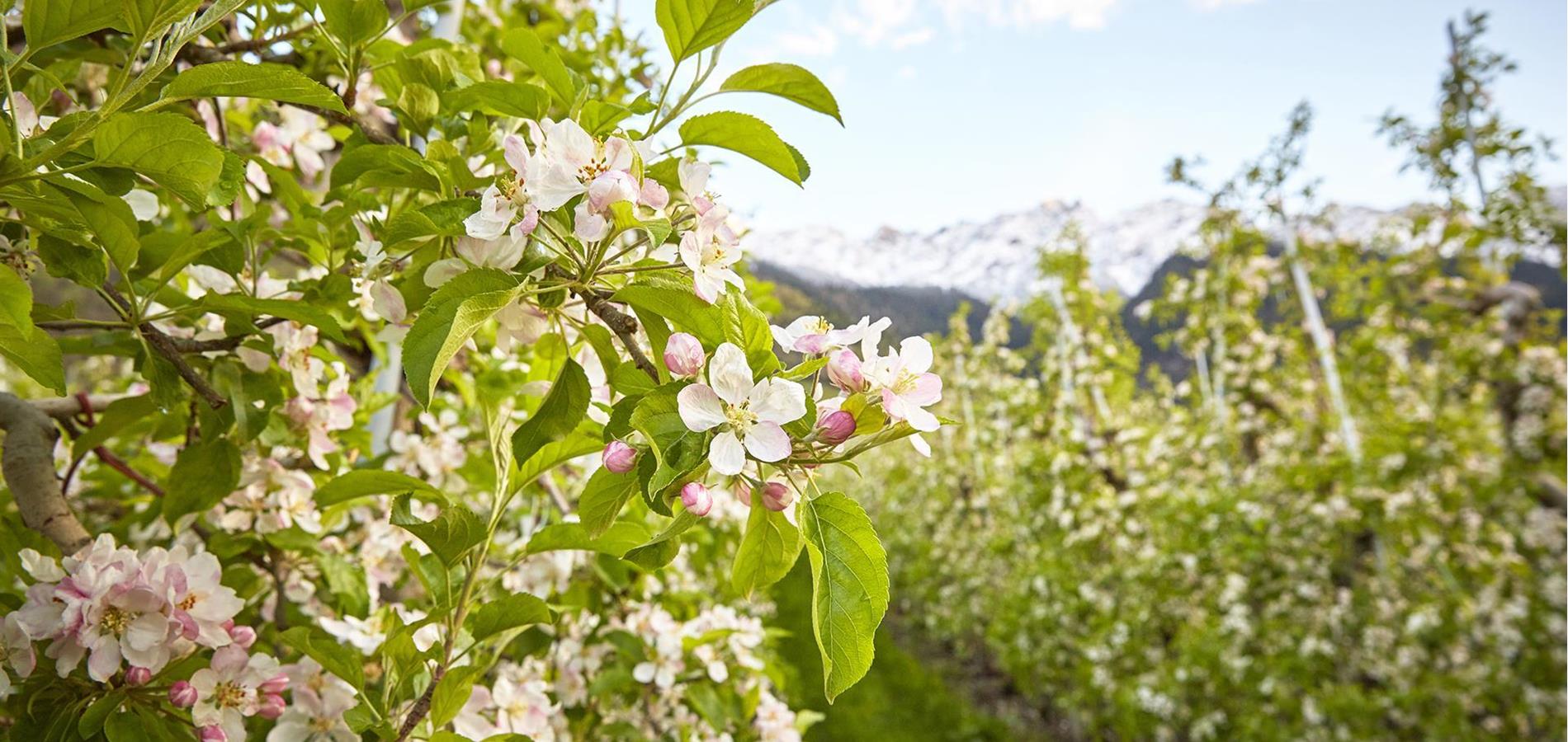 Naturspektakel Apfelblüte und Eisblüte