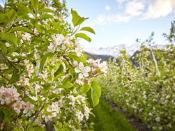 Naturspektakel Apfelblüte und Eisblüte