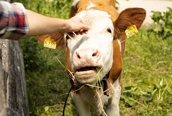 Vakantie op de boerderij