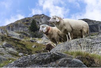 The transhumance of the returning sheep herds in Parcines