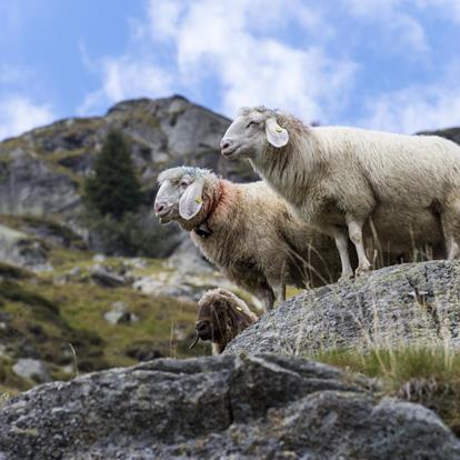 The transhumance of the returning sheep herds in Parcines