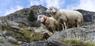 The transhumance of the returning sheep herds in Parcines