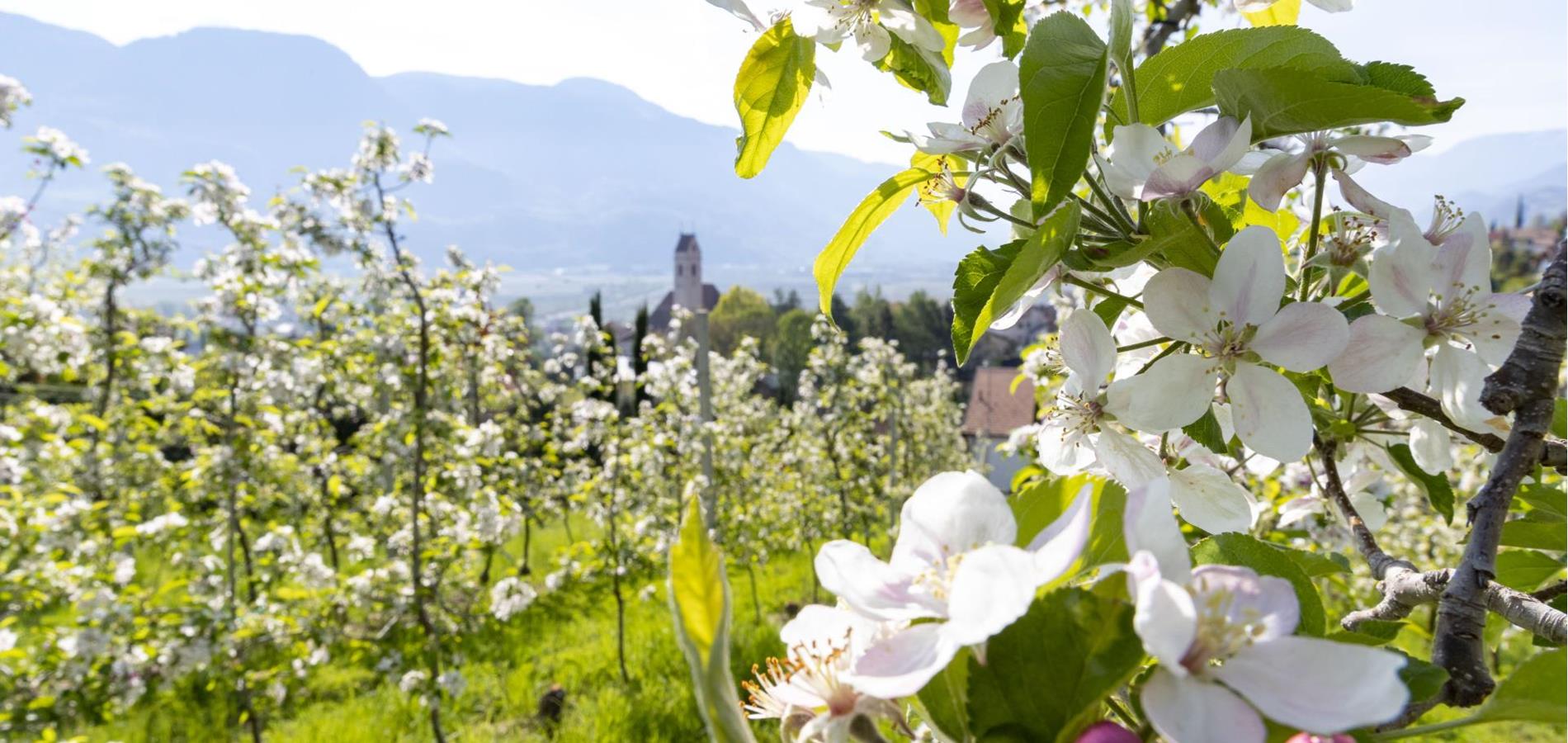 La primavera a Marlengo