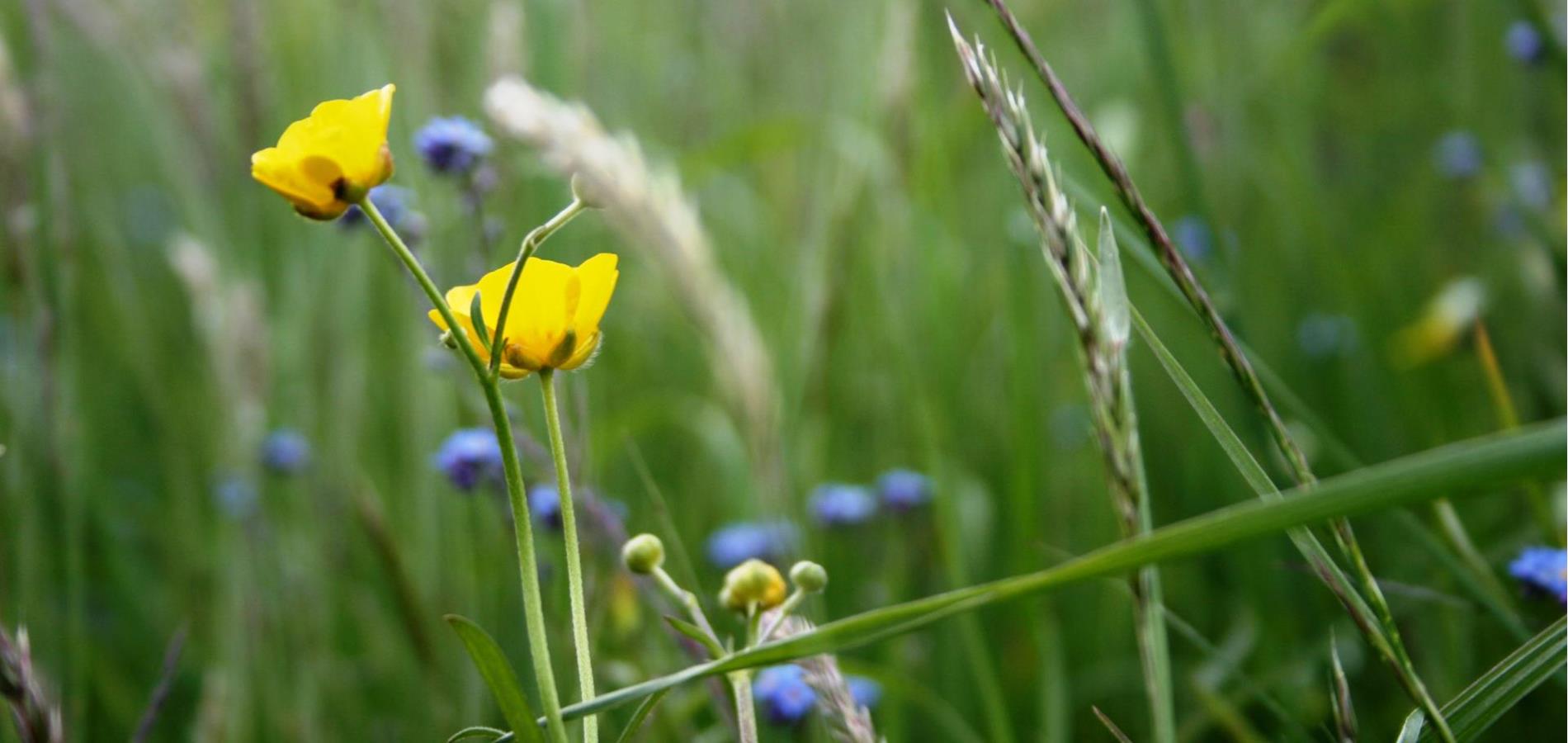 Be(e) friendly: Tipps für Ihren Bienengarten