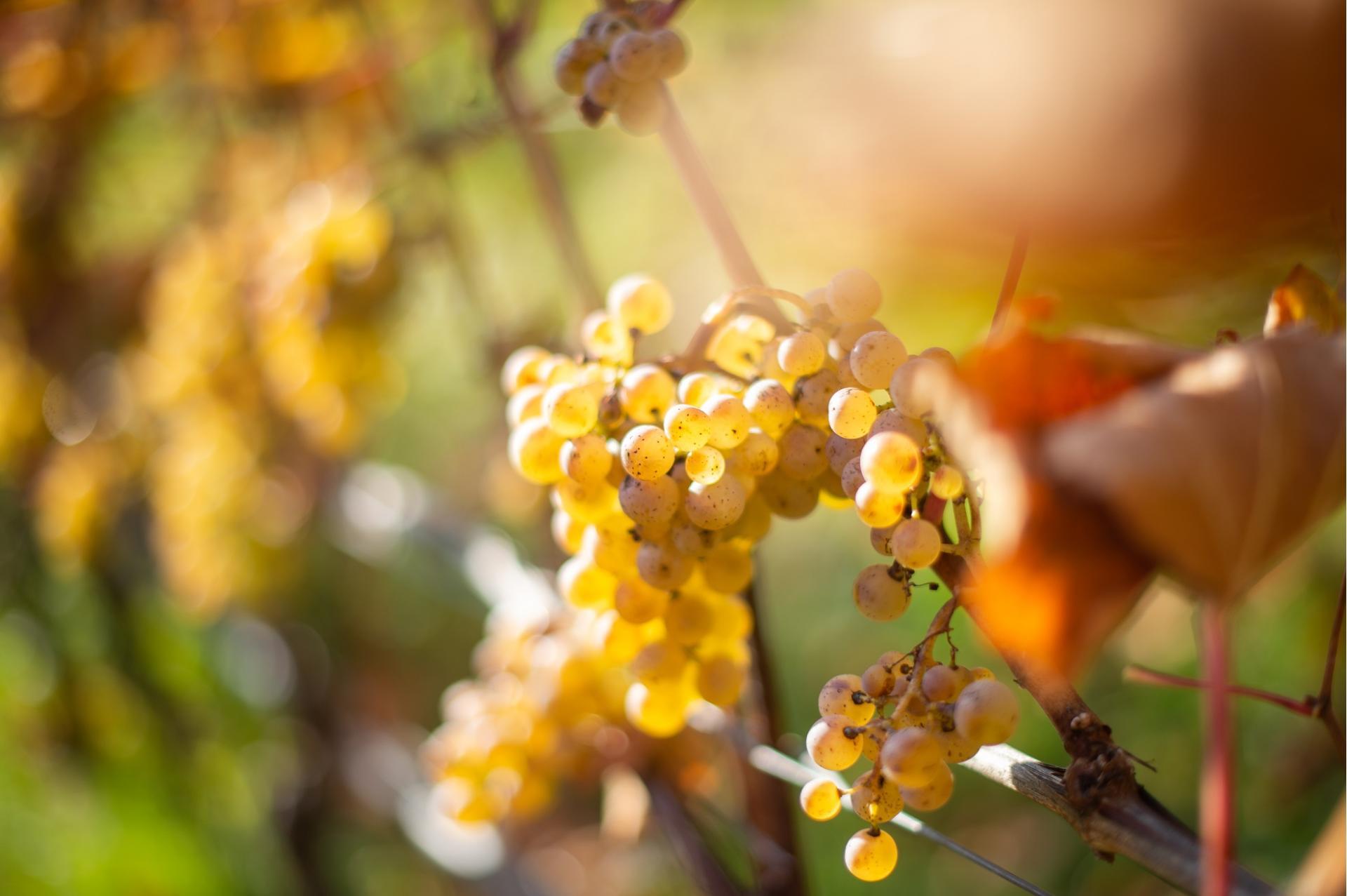 Naturns-Weinreben-Weißwein