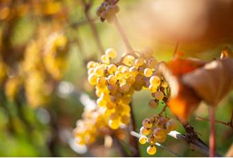 Naturnser Gourmet Herbst