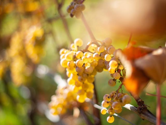 Naturns-Weinreben-Weißwein