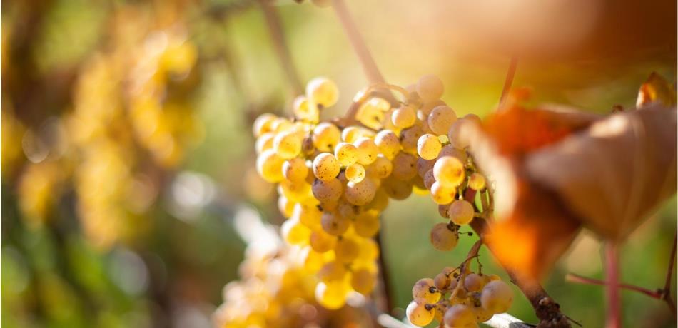 Naturns-Weinreben-Weißwein