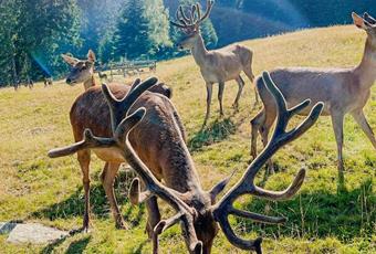 In cerca di selvaggina con i cacciatori