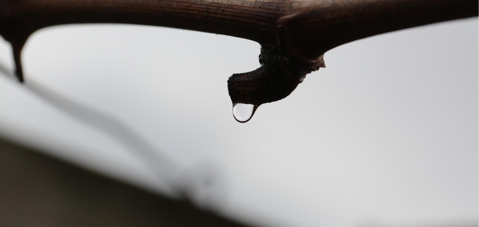 Heilsame Tränen: wenn die Reben weinen