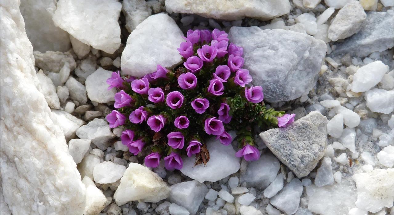 berge-lodner-natur-naturpark-blumen-flora-ritsch-sighart-2013