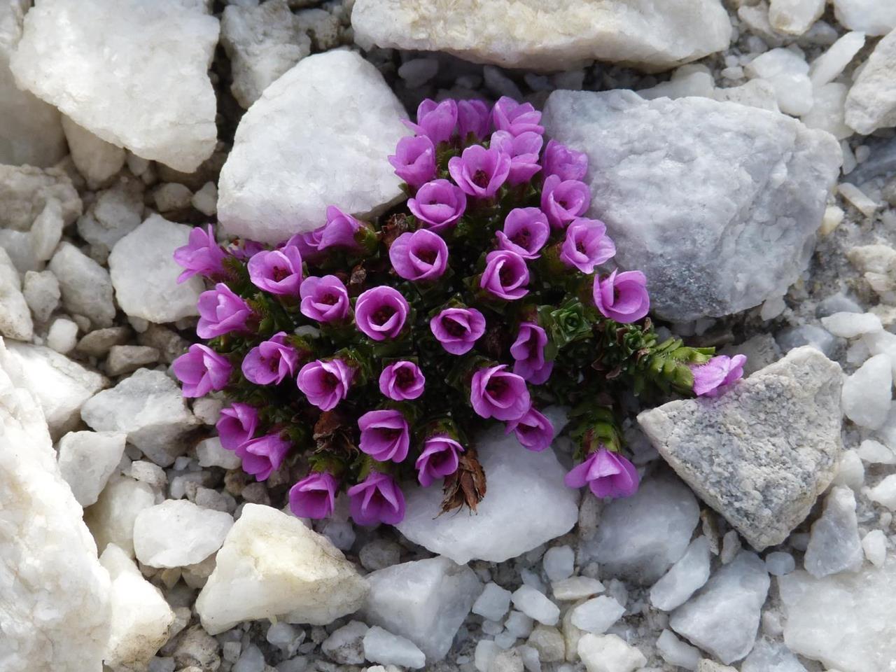 berge-lodner-natur-naturpark-blumen-flora-ritsch-sighart-2013