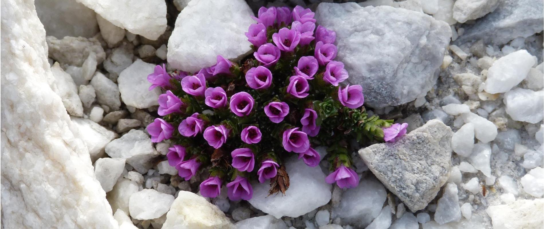 The Flora of the Texel Group Nature Park