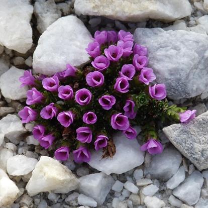 La flora nel Parco naturale Gruppo di Tessa