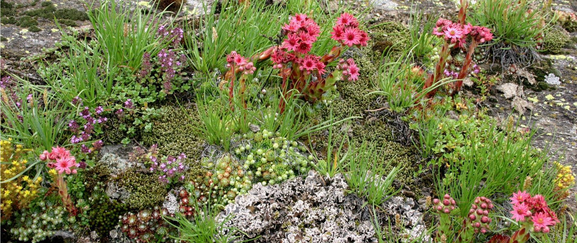 The Flora of the Texel Group Nature Park