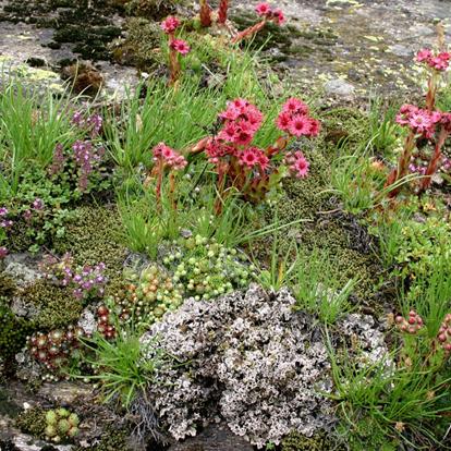 La flora nel Parco naturale Gruppo di Tessa