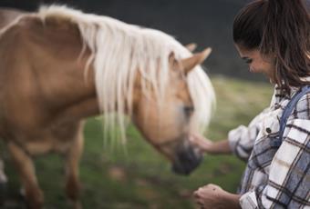 Cavalcare con cavalli Haflinger