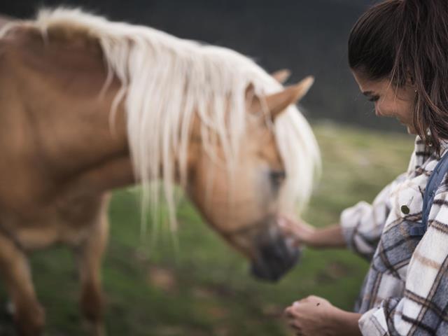 The Haflinger horse