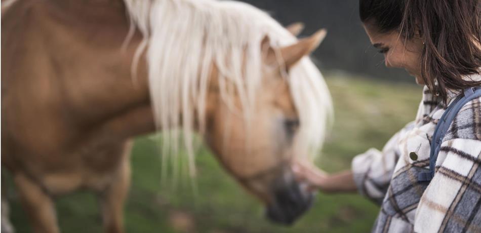 Cavalcare con cavalli Haflinger