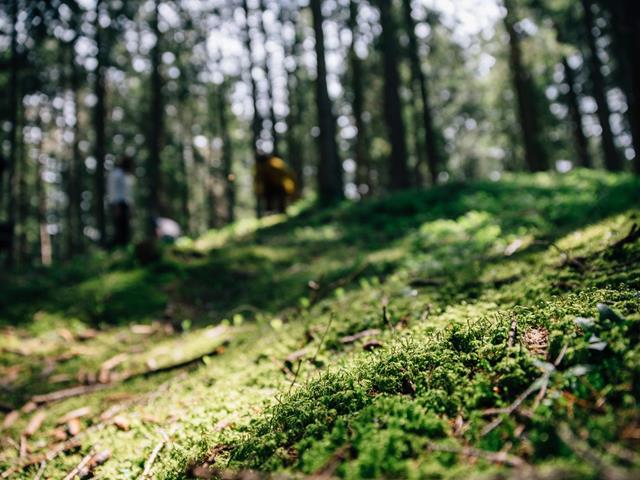 tv-hafling-voeran-meran2000-benjamin-pfitscher-energiequelle-wald-2024-32