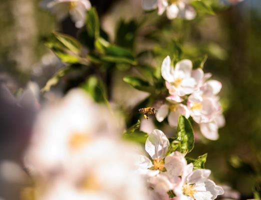 greatthings-fruehling-patrick-schwienbacher-1