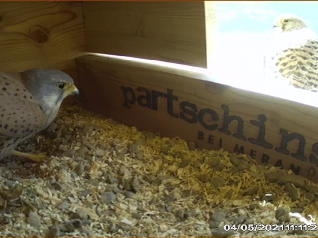 turmfalken-falken-webcam-kirche-partschins-2021-7