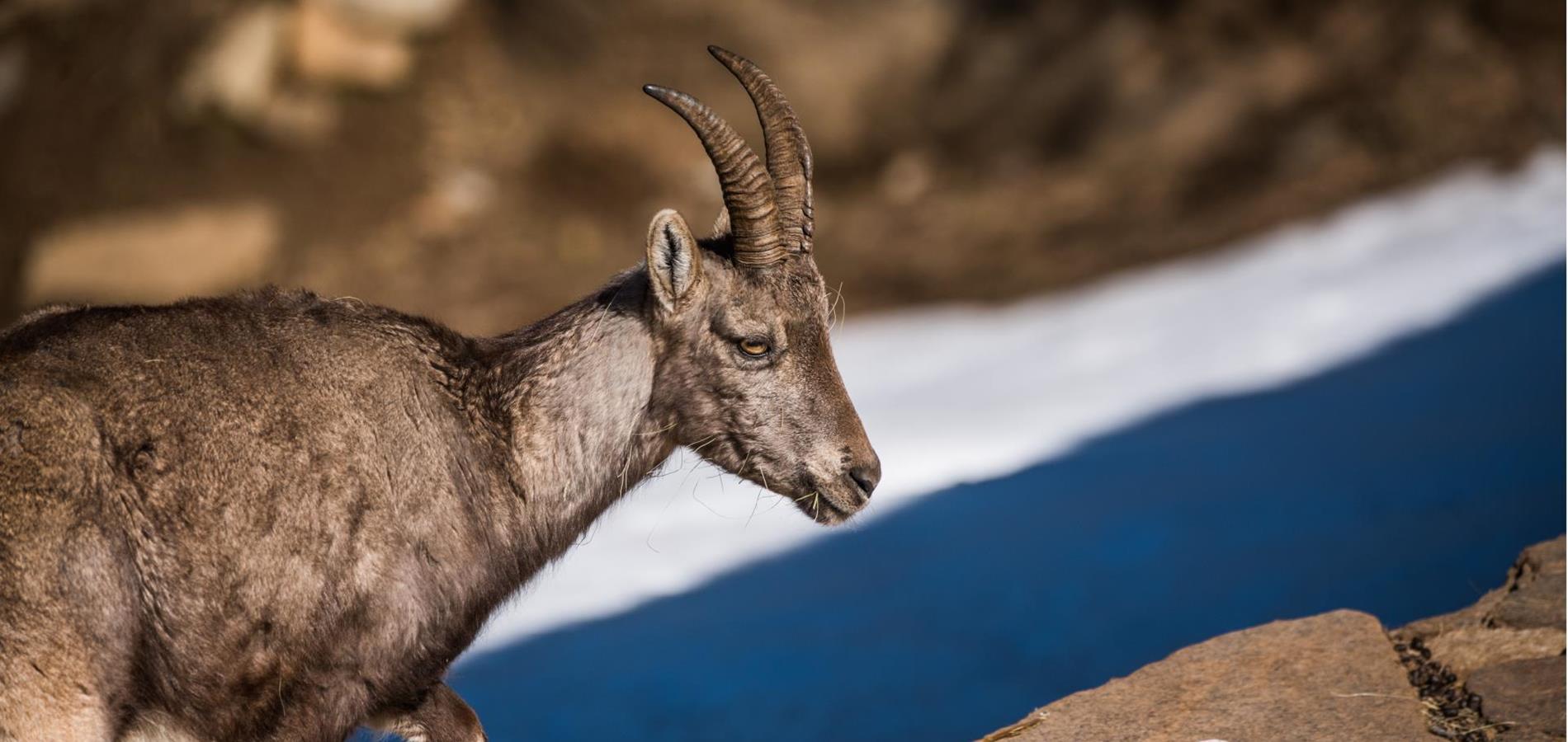 Ibex All Around in the Passeiertal Valley