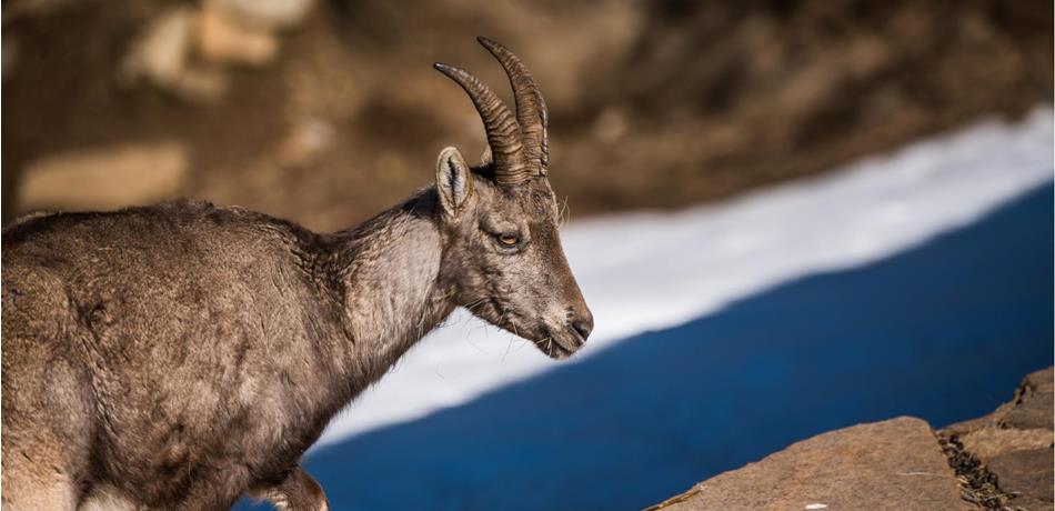 DE STEENBOK IN HET PASSEIERTAL