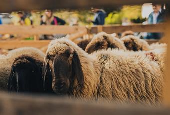 Giorni della pecora e via della lana