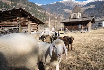 Sheep days & wool street