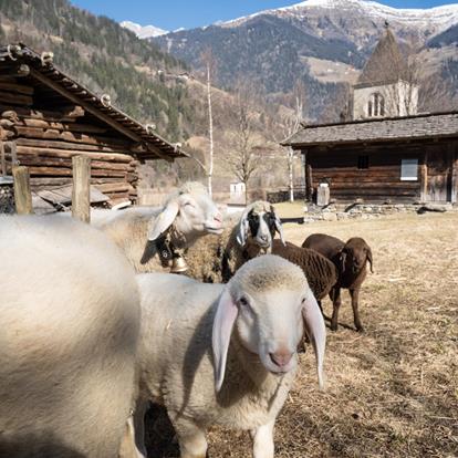 Sheep days & wool street at Passeiertal Valley