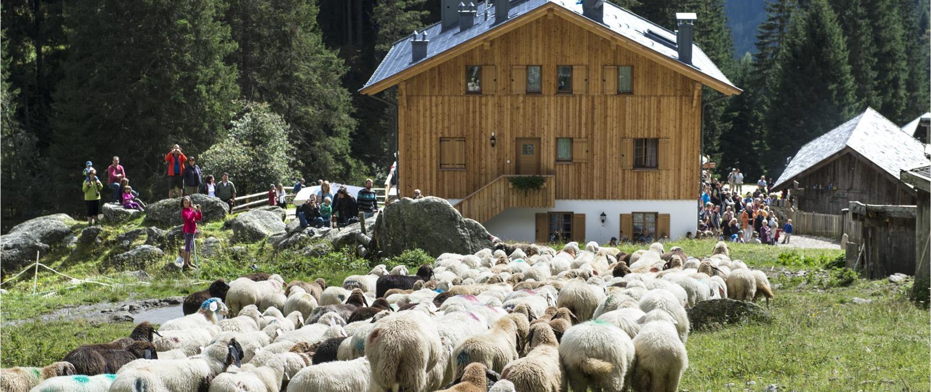 Schafabtrieb in Partschins
