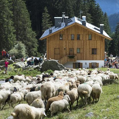 The transhumance of the returning sheep herds in Parcines