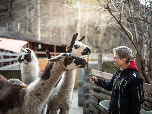 lamas-pirchhof-lamatrekking-tg-naturns-maria-gapp-6