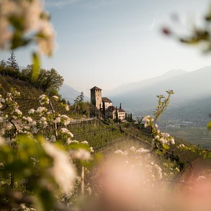 Castel Lebenberg in spring during blossom