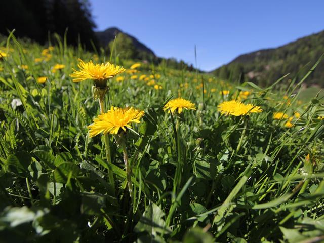 Dandelion Weeks in Deutschnonsberg Region