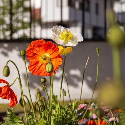 Spring in Naturns