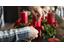 Adventskranz-basteln-Adventserlebnisse-Weihnachten-in-Lana