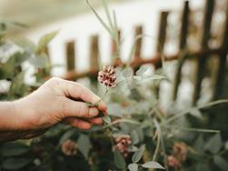 Wild Herbs, Healing Plants & Wellbeing