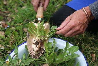 The Custom of “Zigoristechn” - Pulling Up Dandelions in South Tyrol Dandelion Harvest at the Equinox