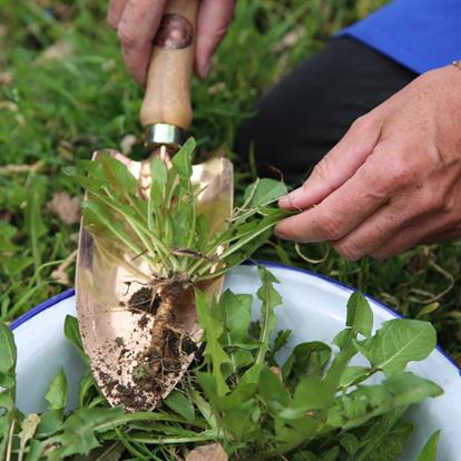 La raccolta dello Zigori o tarassaco – un’usanza tipica dell’Alto Adige