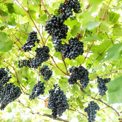 Weinbau in Schenna und Umgebung